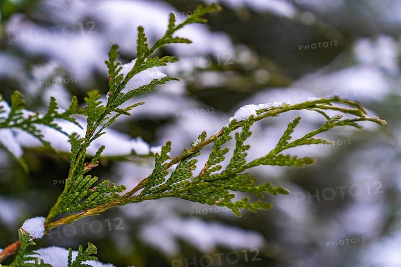 Selective focus on a branch of thuja (Thuja occidentalis) in winter covered with snow, Close-up of a pine branch covered in snow, evoking a cold and tranquil winter atmosphere