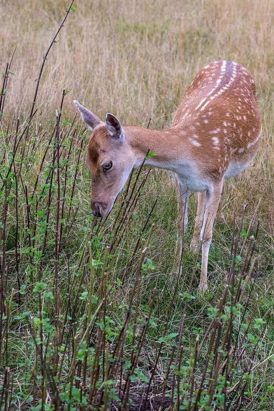 Stinging nettle, dama dama, fallow deer, game bite, fallow deer, high size, portrait format, mammals, mammals, bite
