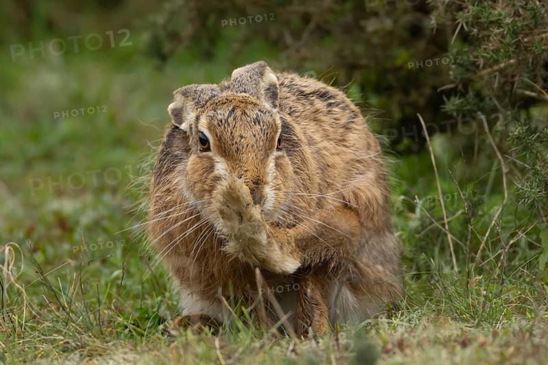 European brown hare (Lepus europaeus) adult animal in grassland, England, United Kingdom