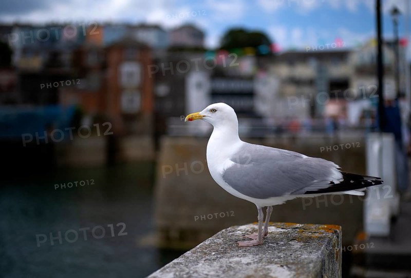Seagull, Herring Gull (Larus argentatus) perched on a quay wall, harbour, Fairmouth, Cornwall, England, Great Britain, United Kingdom