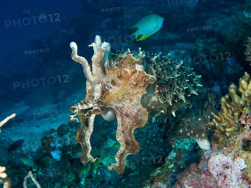 Broad-armed cuttlefish (Sepia latimanus) swimming amongst the coral at the Close Encounters dive site, Permuteran, Bali, Indonesia