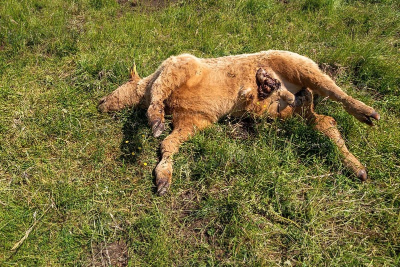 Artiodactyla, Bos Primigenius Taurus, Carrion, Cattle, Even-Toed Ungulate, Domestic Cattle, Hooded, Carrion, Dead, Domesticated Animals, Pet, Cadaver, Cow, Mammals, Cattle, Mammals, Dead