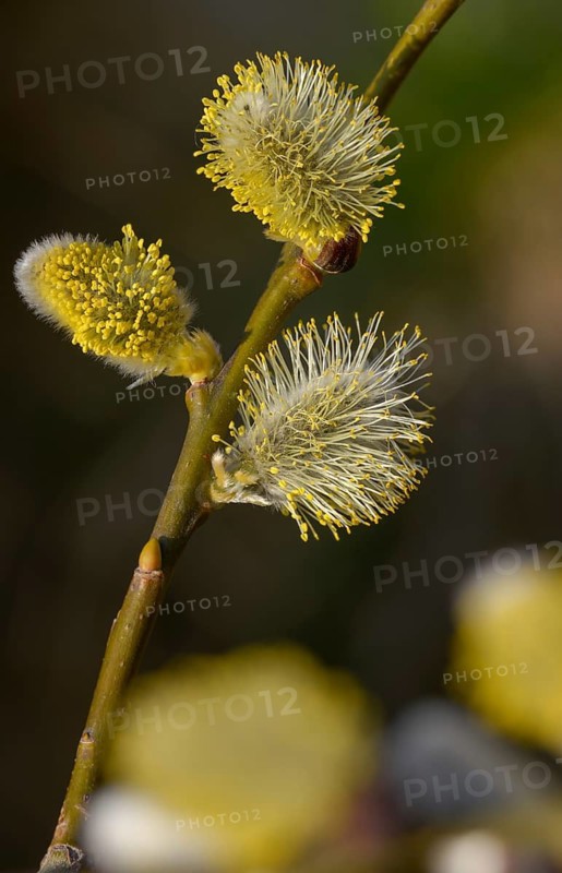 Hanging sage, kitten willow, palm willow, saal willow, salicaceae, salix caprea, salwillow, willow, tree, trees, flora, spring, goat willow, great sallow, tall format, plants, plants, pussy willow, spring, tree