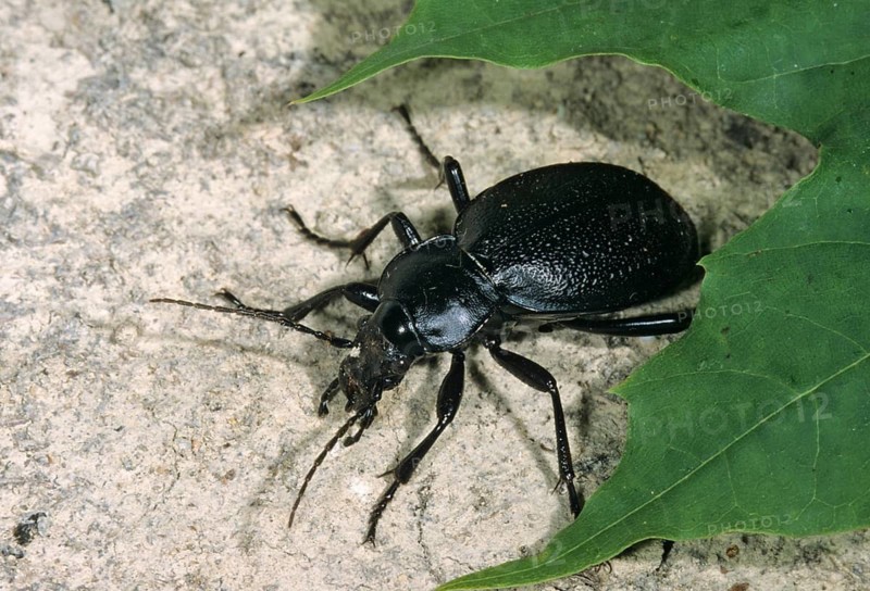 Carabus coriaceus, leather beetle, beetle, insects, beetles