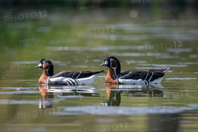 Branta ruficollis, red-necked goose, anatidae, birds, duckbirds, goose, geese, red-breasted goose, birds, waterbirds, waterbirds