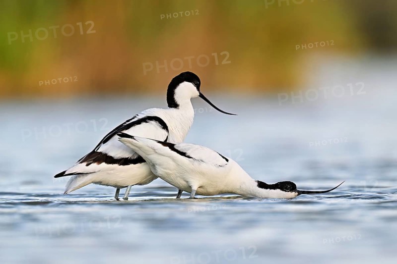 Avocet (Recurvirostra avosetta), a pair courting in shallow water, Camargue Regional Nature Park, southern France, France