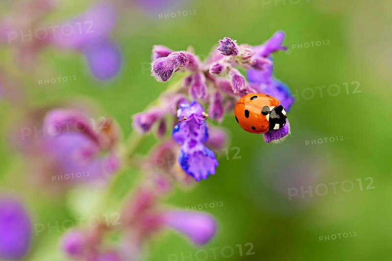 Seven-spot ladybird (Coccinella septempunctata), on a catmint (Nepeta fassenii) flower, Meienberg, Canton of Aargau, Switzerland