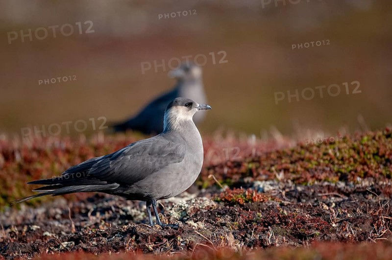 Arctic hunter, arctic skua, arctic tern, Norway, parasitic hunter, parasitic skua, parasite predatory gull, stercorarius parasiticus, varanger, birds, charadriiformes, limikolen, predatory gulls, stercorariidae, birds