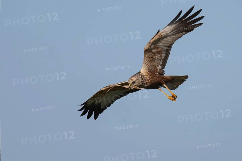 Marsh harrier (Circus aeruginosus), Texel, Netherlands