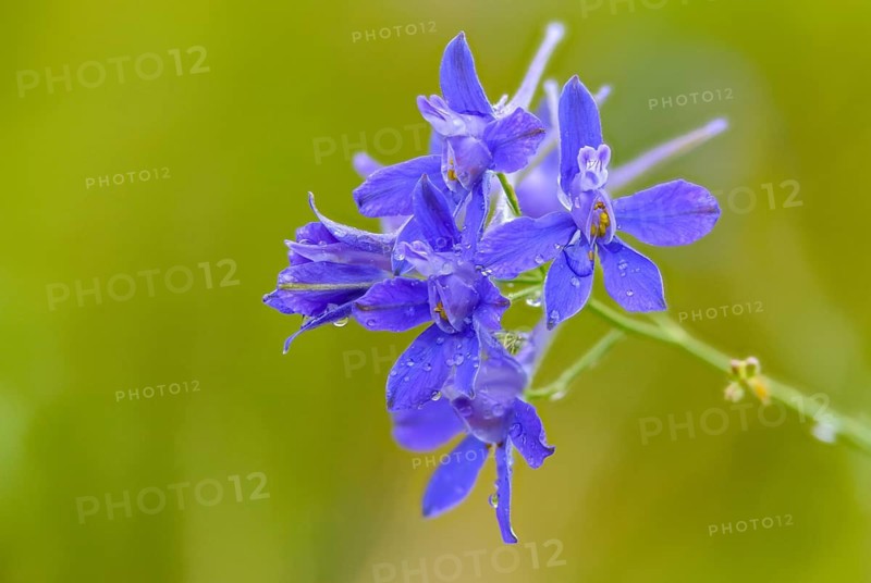 Field larkspur, consolida regalis, field larkspur, forking larkspur, buttercup family, ranunculaceae, delphinium, rocket larkspur, field weed, flora, plants, plants