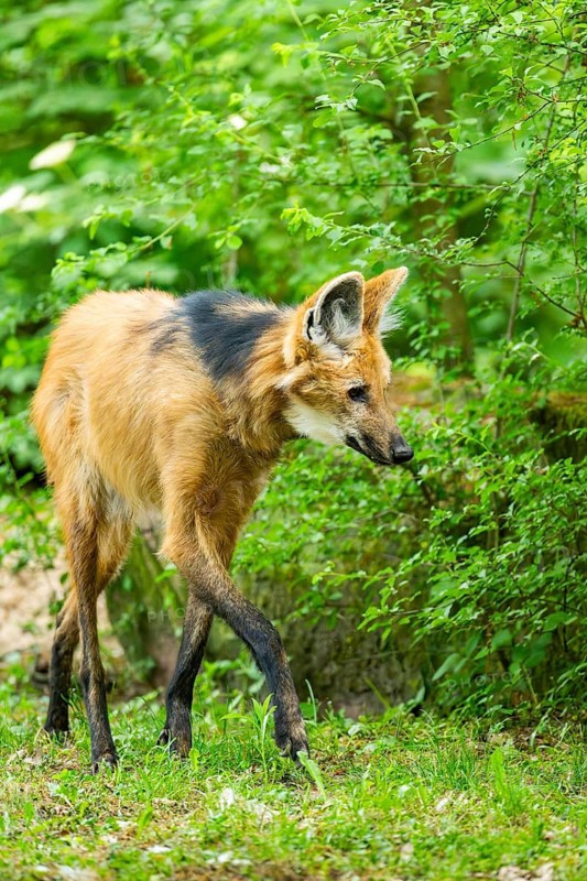 Maned wolf (Chrysocyon brachyurus) walking around, Germany