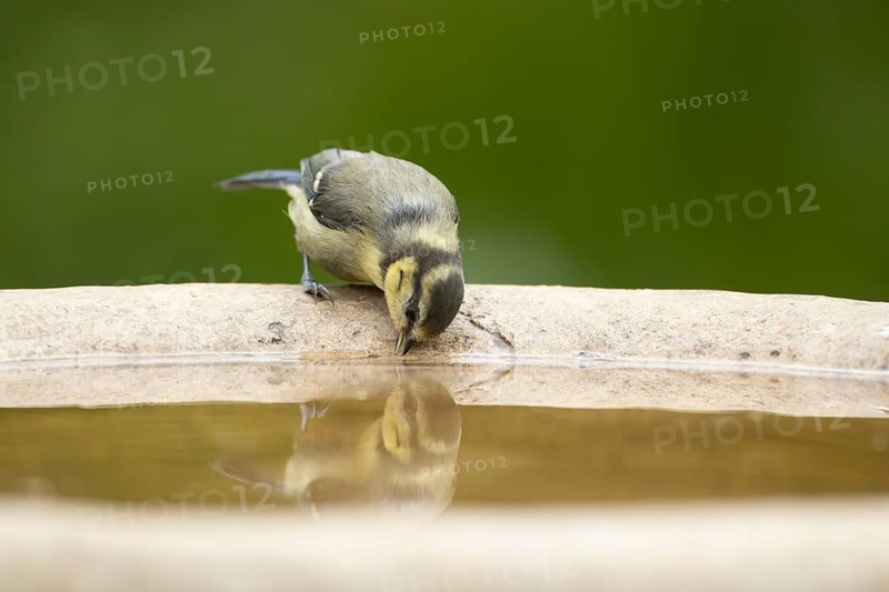 Blue tit (Cyanistes caeruleus) adult garden bird drinking from a water bird bath, England, United Kingdom
