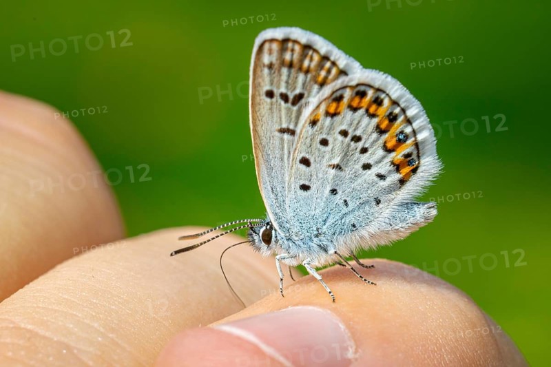 A small butterfly, a blue (Lycaenidae), is perched on a finger against a blurred green background, Ternitz, Lower Austria, Austria