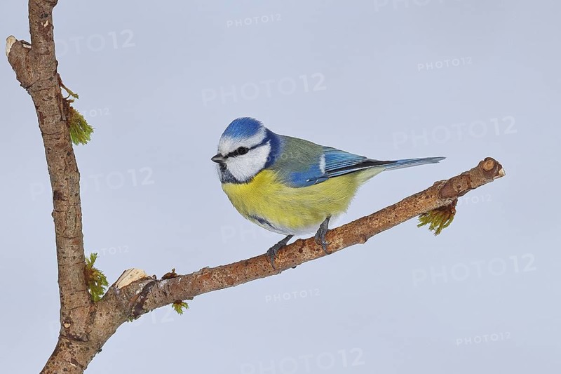 Blue Tit (Parus caeruleus), perched on a branch covered in lichen, Wilnsdorf, North Rhine-Westphalia, Germany