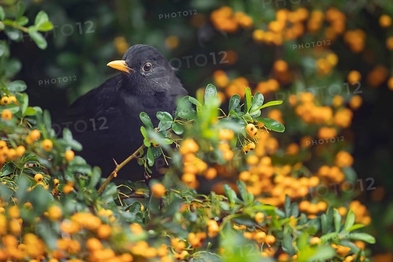 Eurasian blackbird (Turdus merula) adult male garden bird in a berry filled Pyracantha bush in summer, England, United Kingdom
