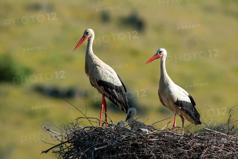 Ciconia ciconia, white stork, birds, ciconiiformes, extremadura, nest, walking birds, Spain, wading birds, stork, stork, stork, storks, birds