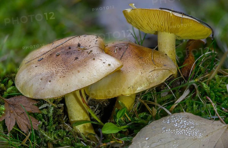 Common knight, yellow-fleshed greenling, greenfinch, coniferous greenling, tricholoma equestre, tricholoma flavovirens, fungi, fungus, man on horseback, mushrooms, yellow knight