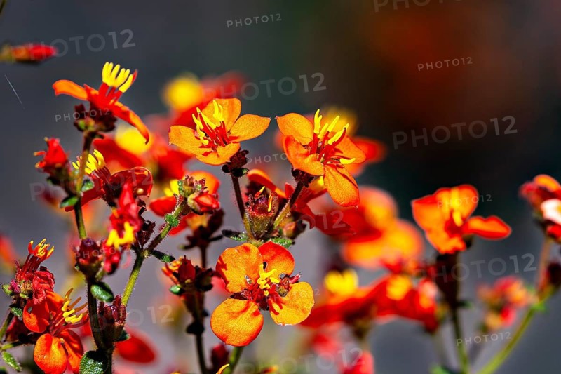 Bright orange flowers against a blurred background, a radiant and vibrant spring atmosphere, bright orange to vermilion flowers of the mask flower in the Caatinga in Brazil (Alonsoa meridionalis)