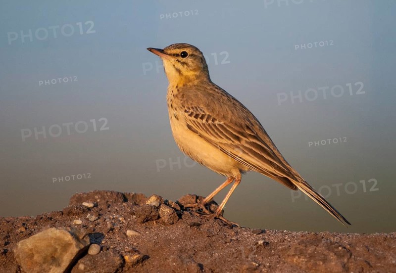 2009, Anthus Campestris, Brachpieper, Brandenburg, Germany, Grünhäuser See, Nabu, national natural heritage, natural paradise Grünhaus, tawny pipit, post-mining landscape, birds, green house, passeri, songbirds, birds