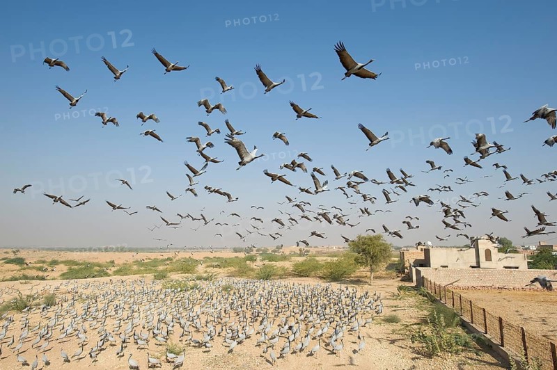 Maiden crane over the dunes of the West Indian Desert, India. Demoiselle Crane over a Dune in the Westindian Desert