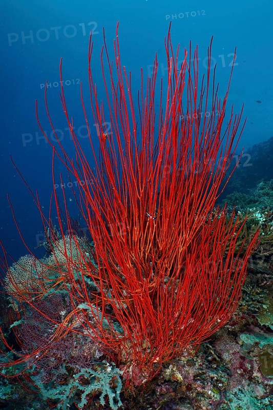 Tall red corals, shrub gorgonians, and rod gorgonians (Ellisella ceratophyta) in a living marine reef, Coral Garden dive site, Menjangan, Bali, Indonesia