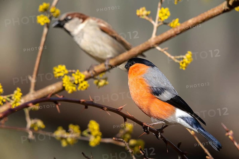 Bullfinch, Bullfinch, Pyrrhula Pyrrhula, Birds, Bullfinch, Male, Passeri, Songbirds, Birds