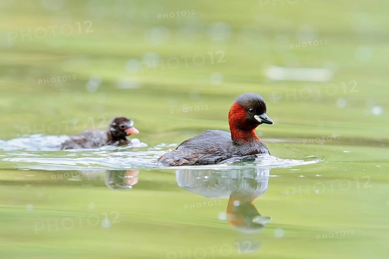 Little grebe (Tachybaptus ruficollis) with chicks, North Rhine-Westphalia, Germany