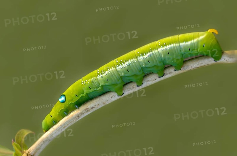 Army green moth, daphnis nerii, oleander hawk-moth, oleander swarmers, inchworm, insects, moths, moths, moths, caterpillars, butterflies