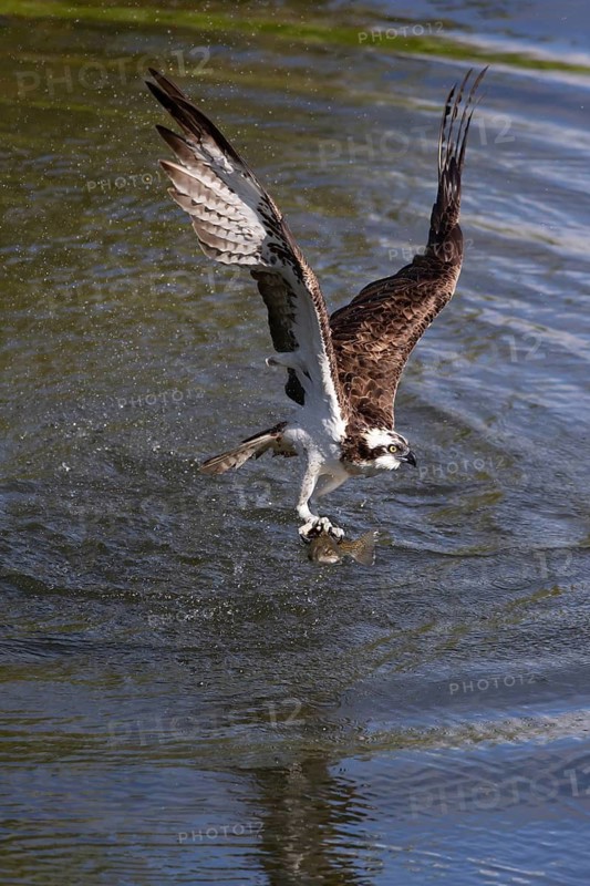 Western osprey (Pandion haliaetus) fishing, Finland