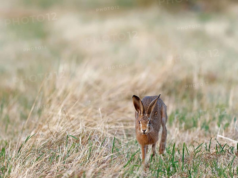 A brown hare (Lepus europaeus) runs towards the photographer across a meadow, Solms, Hesse, Germany