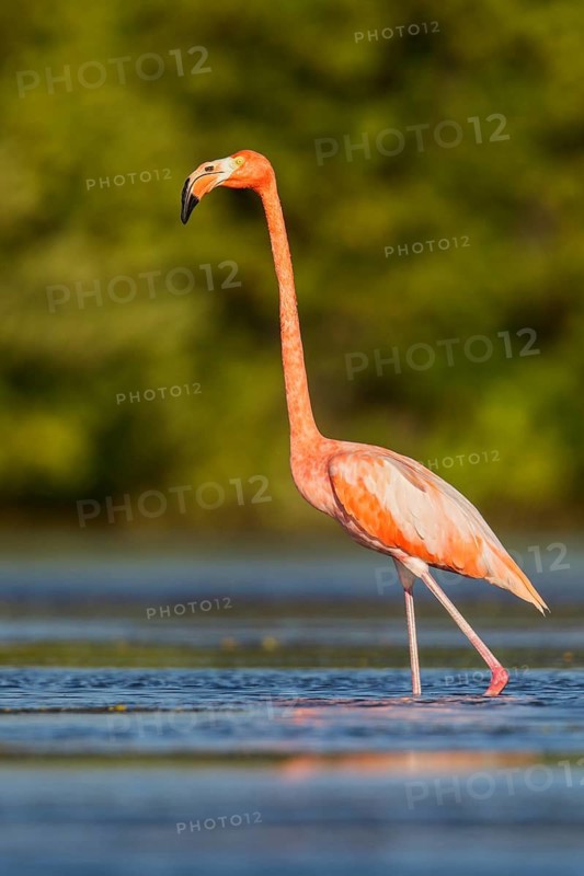 American flamingo (Phoenicopterus ruber) feeding in a lagoon in Cuba