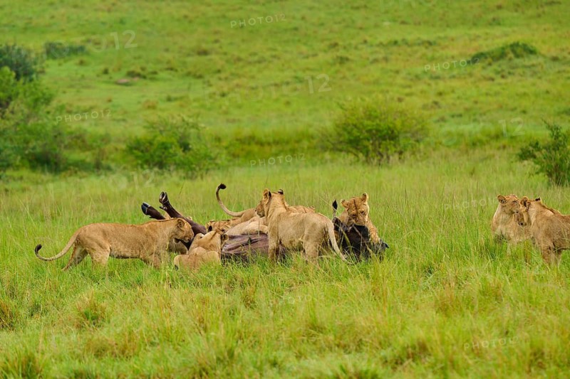 Lions have brought a buffalo to the ground and are fighting in the savannah: lion (Panthera leo), Cape buffalo (Syncerus caffer), Masai Mara National Reserve, Narok County, Kenya