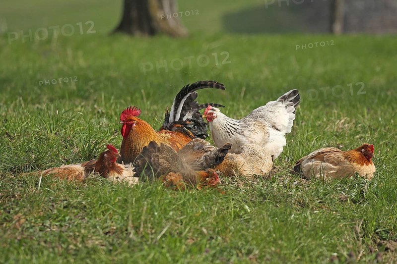 Domestic chicken (Gallus gallus domesticus) organic farming, free-range chickens and rooster sandbathing in the meadow, Lower Austria, Austria, Lower Austria, Austria
