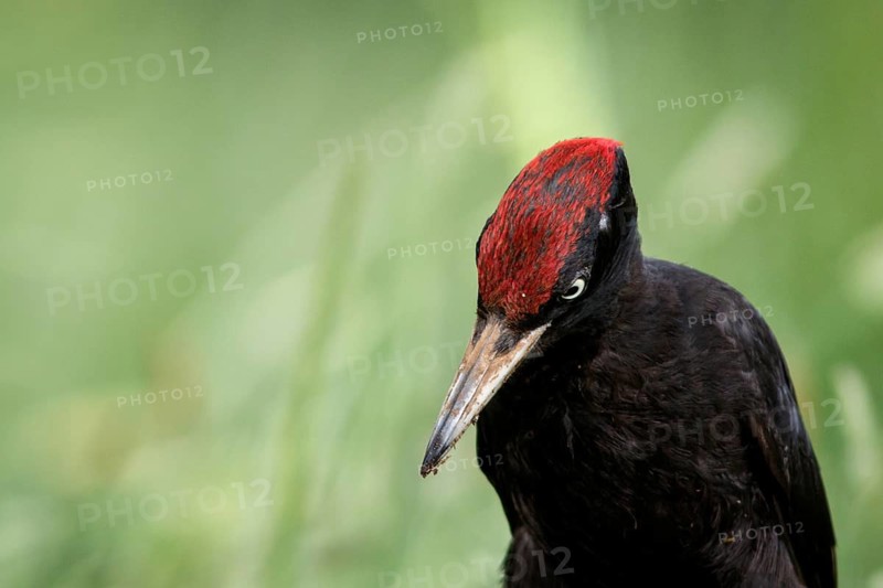 Black woodpecker (Dryocopus martius), male on forest, Castile and Leon, Spain