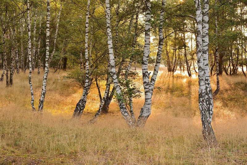 Weeping birches (Betula pendula) in heathland, backlit, Westruper Heide, North Rhine-Westphalia, Germany
