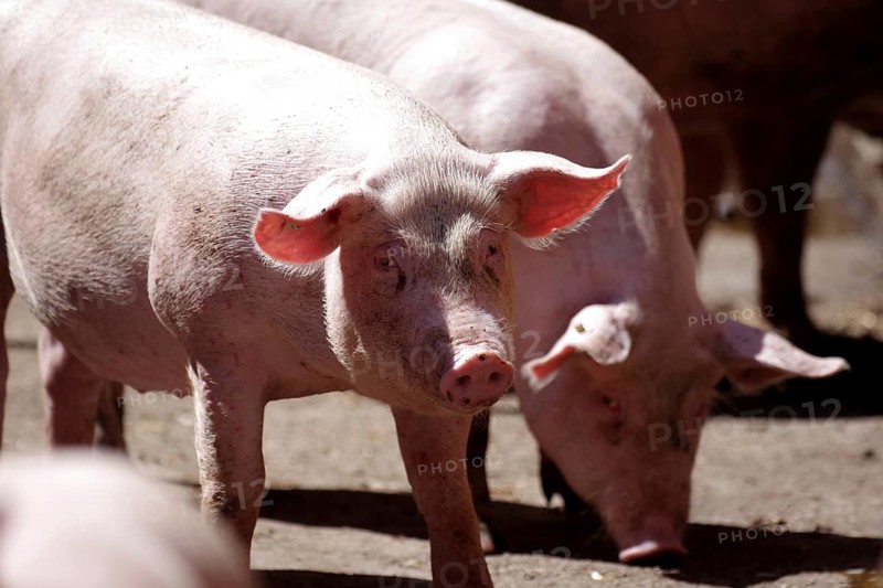Domestic pig (Sus scrofa domesticus), portrait, free-range rearing, sunlight, Germany, animal husbandry with plenty of space