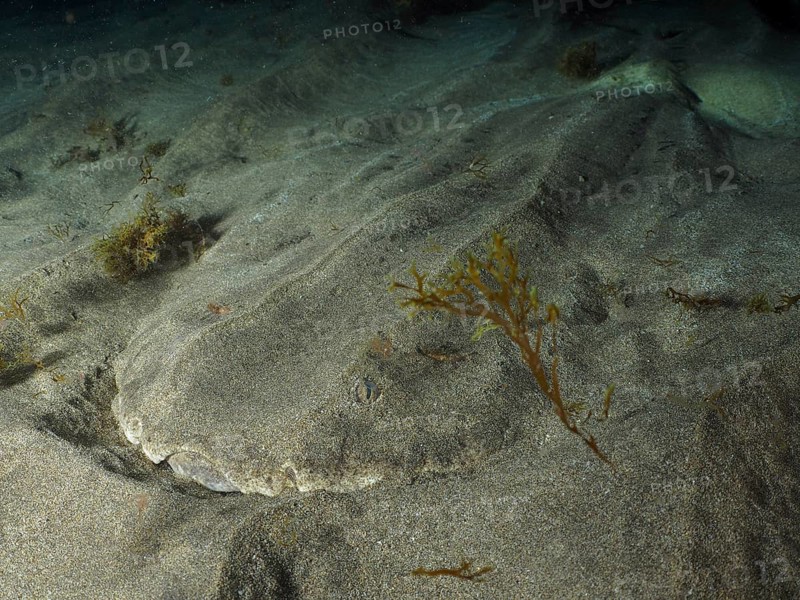 Angelfish shark (Squatina squatina) rests at night, well camouflaged, on the sandy seabed dotted with underwater vegetation, dive site: El Cabron Marine Reserve, Arinaga, Gran Canaria, Spain, Europe, Atlantic Ocean