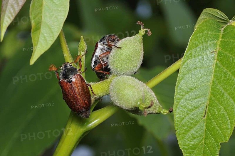 Animals, insects, May beetles, beetles, Melolantha melolantha, two May beetles