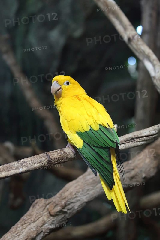 A yellow and green parrot perched on a branch in a natural setting, the golden parakeet (Guaruba guarouba), a golden parakeet perched in a tree, a Neotropical parrot, in captivity, native to the Amazon Basin in the northern interior of Brazil