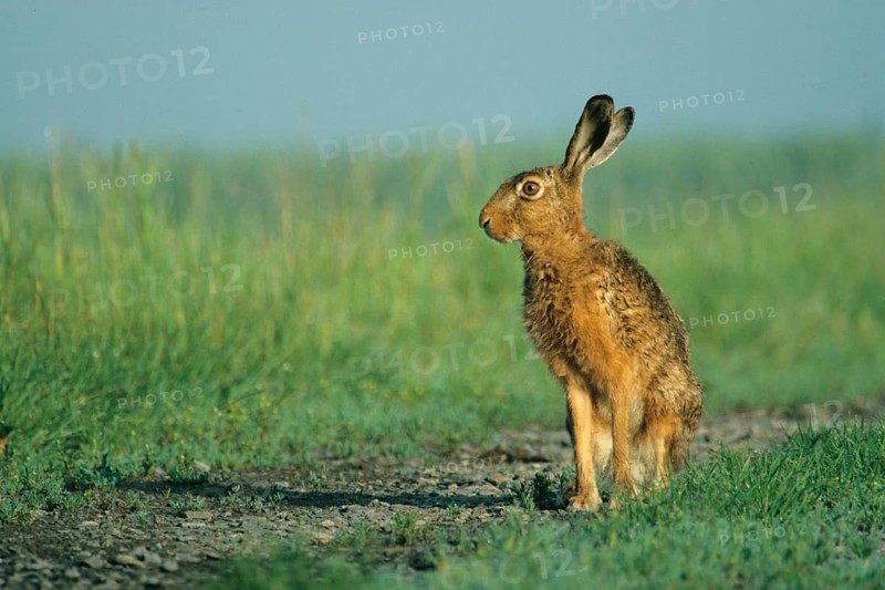 Animals, mammals, hare, hares, brown hare, brown hares in a meadow, (Lepus europaeus)