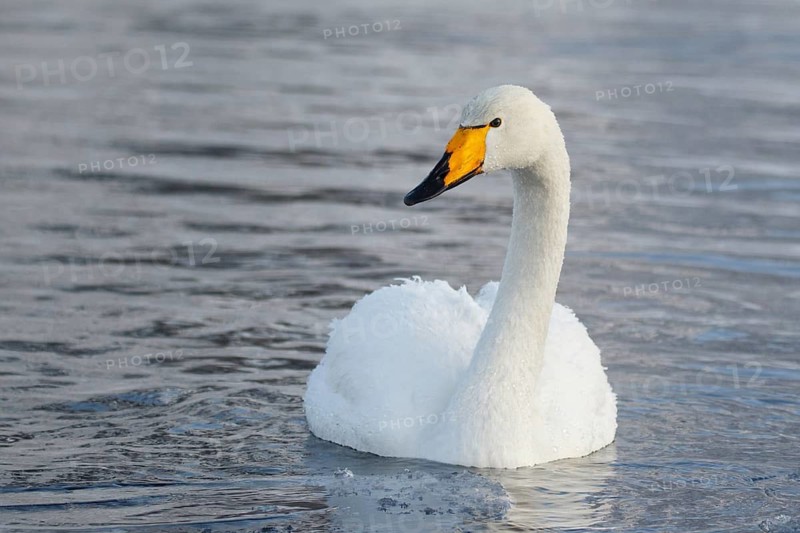 Whooper Swan (Cygnus cygnus), Finland