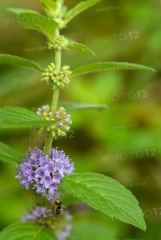 Field mint, field mint, grain mint, flora, high size, portrait format, mint, orn mint, plants, wild mint