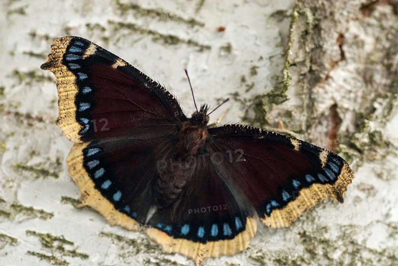 Camberwll beauty, mourning cloak, nymphalis antiopa, mourning cloak, butterfly, insects, butterfly, butterflies
