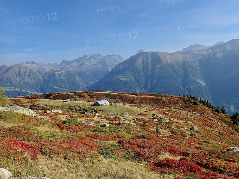 Alpine pastures in front of an impressive mountain range, surrounded by autumn-colored slopes, Fiescheralp, UNESCO World Heritage Site Swiss Alps Jungfrau-Aletsch, Canton of Valais, Switzerland