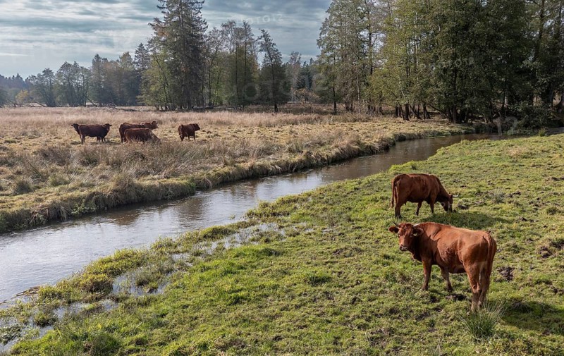 Artiodactyla, Bavaria, Bos Taurus sspec.5, cattle, even-toed ungulate, Höhenvieh, Upper Palatinate, cloven-hoofed, Rotes Höhenvieh, Tirschenreuth, Waldnaab, Waldnaabaue, wild willows Waldnaabaue, aerial view, domesticated animals, pet, aerial view, mammals, cattle, mammals