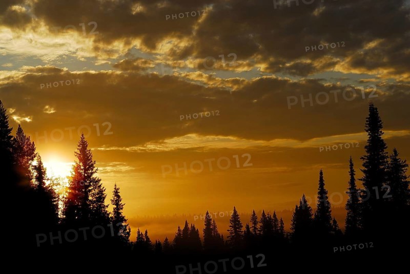 Sunrise in fog, tree silhouettes, Norrbotten, Swedish Lapland, Norrbotten, Lapland, Sweden