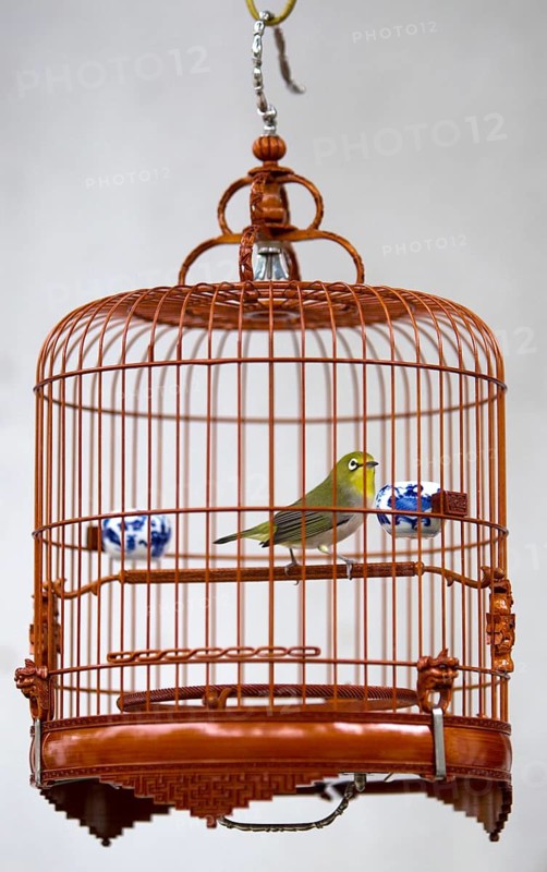 Caged Songbird at the Yuen Po Street Bird Garden, Mong Kok, Hong Kong, SAR of China