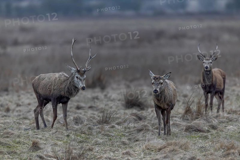 The red deer (Cervus elaphus) with antlers follows its older counterpart, who has already shed his antlers, in a threatening manner, threatening, pursuing, rutting season, antler shedding, March, Denmark