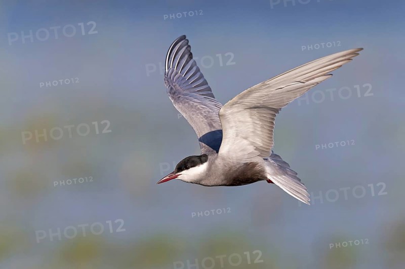 Weißbart-Seeschwalbe, Weißbartseeschwalbe, Whiskered Tern, Chlidonias hybridus, Chlidonias hybrida, Guifette moustac, Fumarel Cariblanco