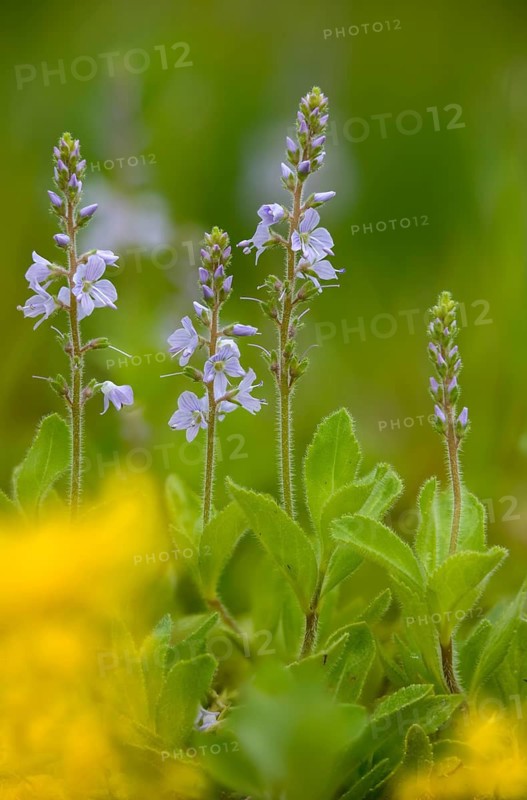 Medicinal Prize, Honorary Prize, Honorary Prize, Basic Medicinal Herb, Paul's Betony, Plantaginaceae, Veronica Officinalis, Woodenpreis, Plantain, Wound Healing Herb, Common Gypsyweed, Flora, Heath Speedwell, High Size, Portrait Format, Plants